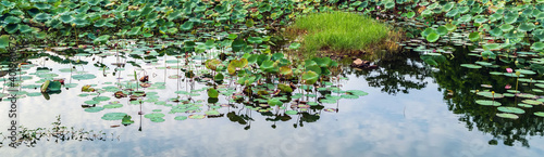 lotus flower panoramic pond background. © Emoji Smileys People
