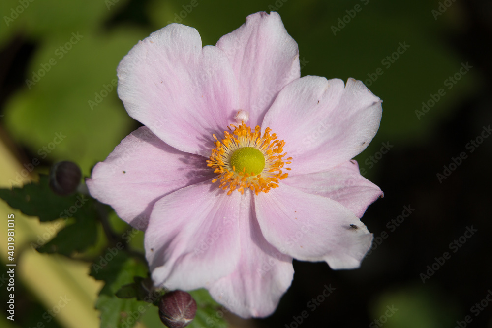 Pink Japanese anemone flower, Anemone x hybrida elegans, Japanese tumbleweed or windflower closeup on a natural green background Pink Japanese anemone flower, Anemone x hybrida elegans, Japanese tumbleweed or windflower closeup on a natural green background