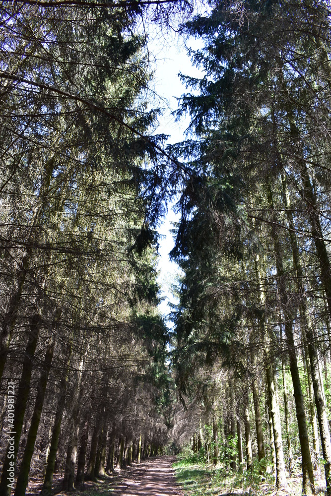 Fototapeta premium Waldfotografie, Bäume und Natur