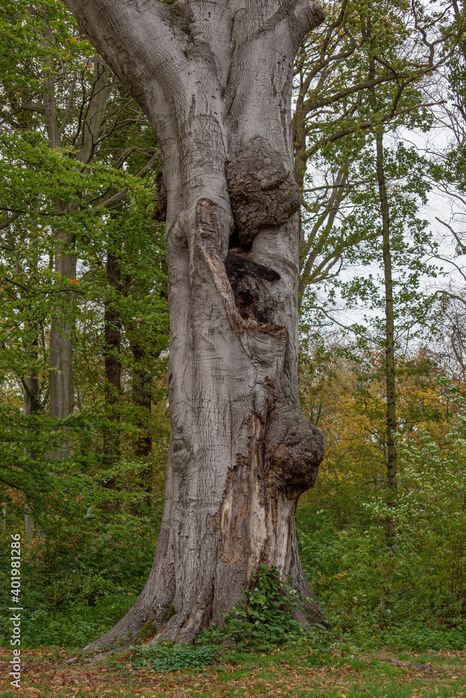 Mouthguards and a crevice in the trunk of a perennial tree