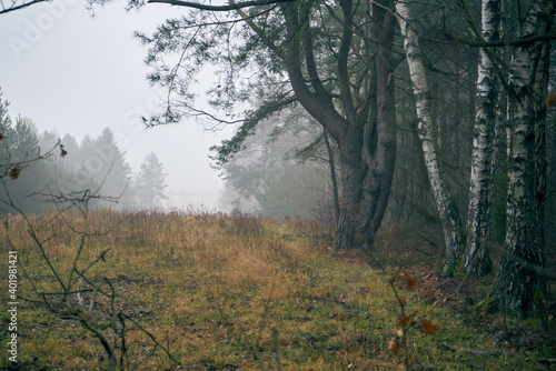 Fototapeta Naklejka Na Ścianę i Meble -  jesienne drzewa ,mgła 