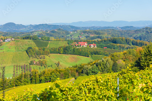 Vineyards along South Styrian Wine Road  a charming region on the border between Austria and Slovenia with green rolling hills  vineyards  picturesque villages and wine taverns