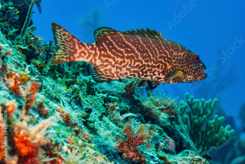 Side view of a Tiger Grouper swimming over coral