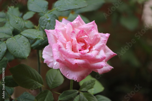pink rose in garden