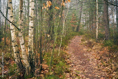 Fototapeta Naklejka Na Ścianę i Meble -  leśna jesienna ścieżka