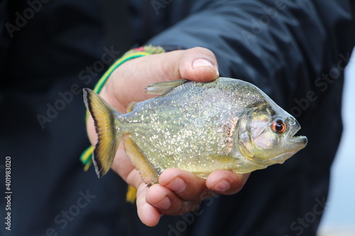 Piranha in Peru