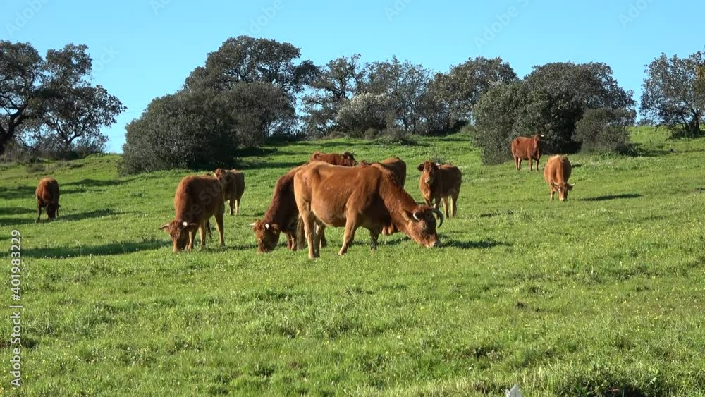 Brown Cows grazing on green pasture in Huelva, Andalusia, Spain Brown Cows grazing on green pasture in Huelva, Andalusia, Spain