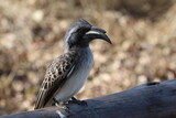 African grey hornbill