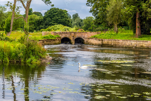 A swan on the River Avon near Stoneleigh, UK in the summertime