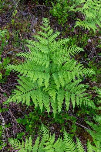 Beautyful ferns leaves green foliage natural floral fern background in the forest natural light