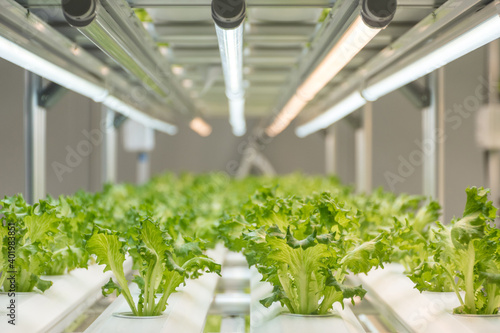 Experiment for growing Frillice Iceberg Lettuce in hydroponics indoors. photo