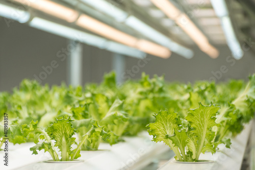 Experiment for growing Frillice Iceberg Lettuce in hydroponics indoors.