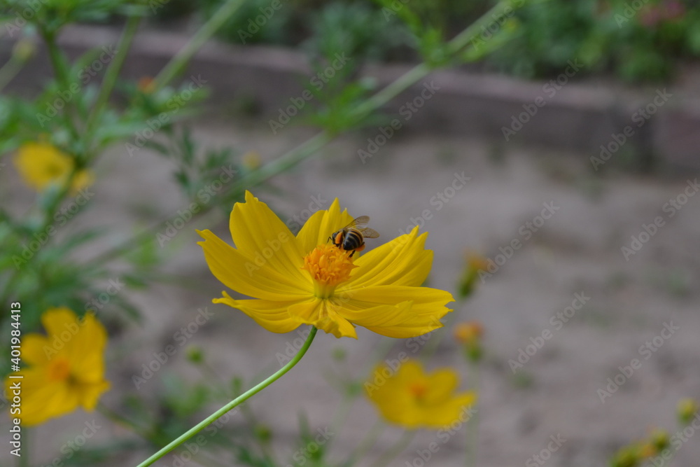 Fototapeta premium yellow flower on the ground