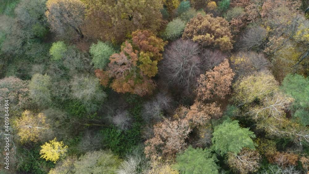 Autumn forest landscape with golden trees, aerial top-down view. Slow flight in forest on fall season.
Autumn forest landscape with golden trees, aerial top-down view. Slow flight in forest on fall season.