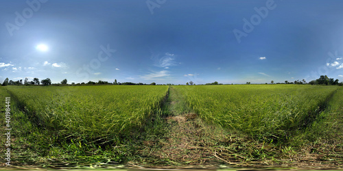 360 degrees spherical panorama of rice field