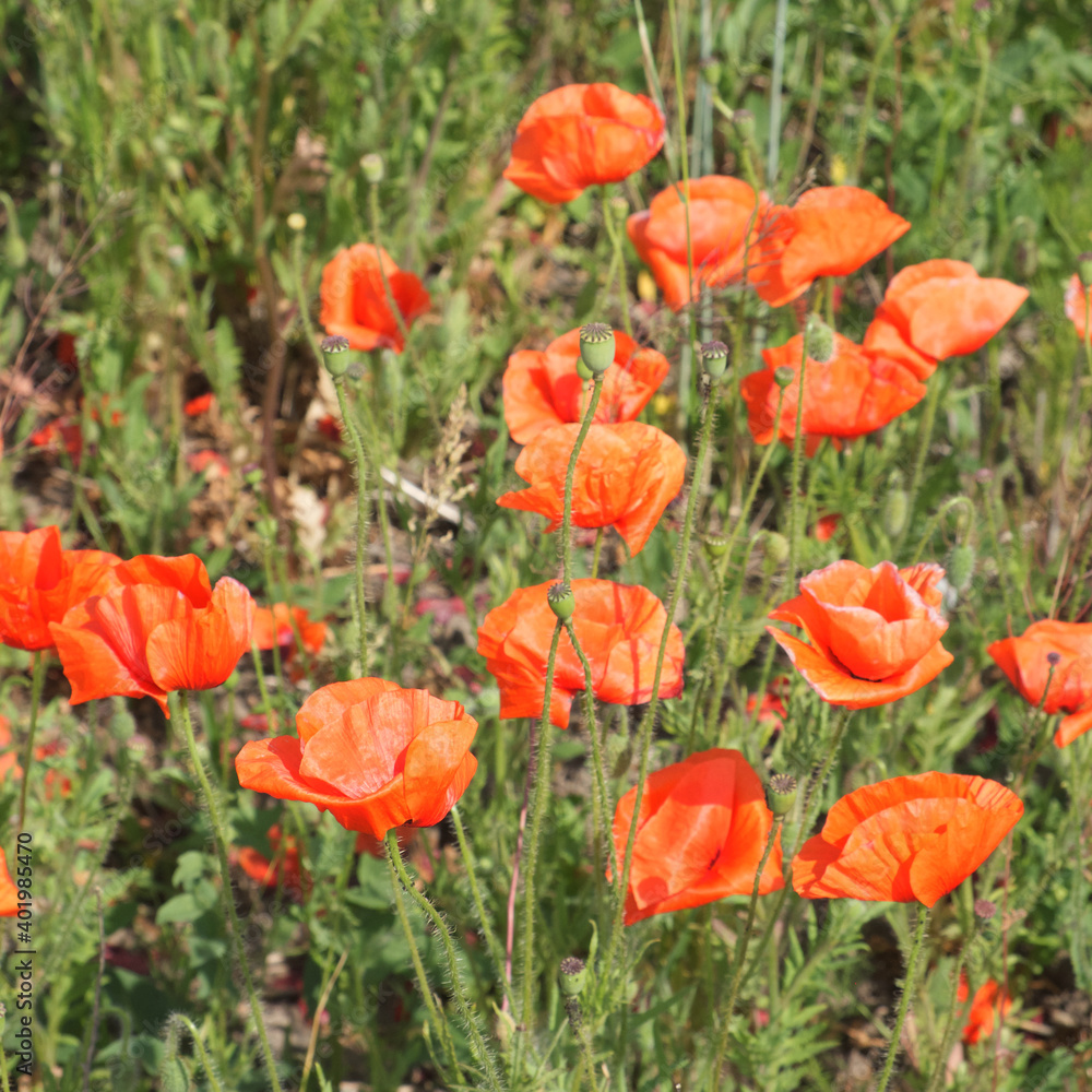 Fototapeta premium Large red poppy flowers close up. Beautiful wildflowers with red petals.