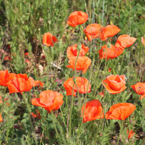 Large red poppy flowers close up. Beautiful wildflowers with red petals.