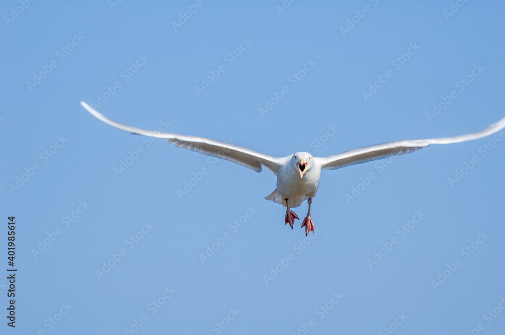 Glaucous Gull (Larus hyperboreus) in Barents Sea coastal area, Russia Glaucous Gull (Larus hyperboreus) in Barents Sea coastal area, Russia