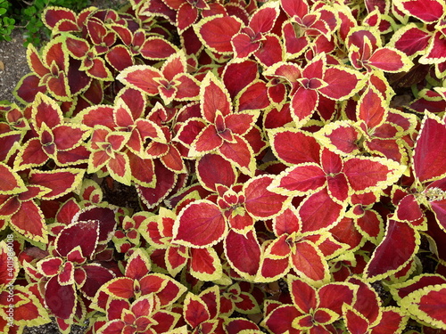 red and yellow leaves