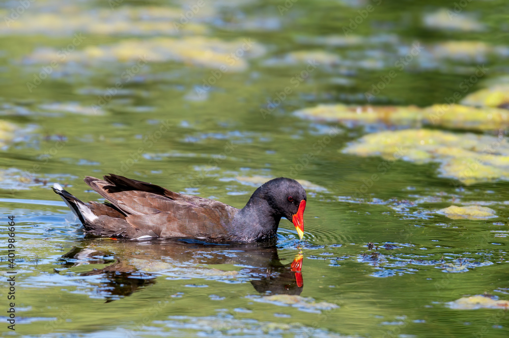 Common Moorhen (Gallinula chloropus) in park, Keil, Schleswig-Holstein, Germany Common Moorhen (Gallinula chloropus) in park, Keil, Schleswig-Holstein, Germany