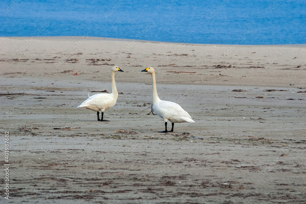 Bewick's Swans (Cygnus bewickii) in Barents Sea coastal area, Russia