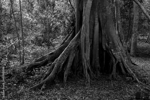 Tree trunk of Pantanal, Brazil
