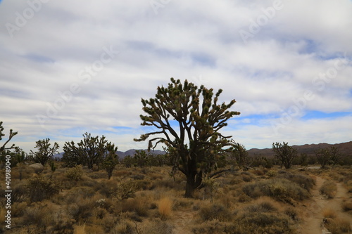 Mojave Desert Joshua Tree (Yucca brevifolia)
