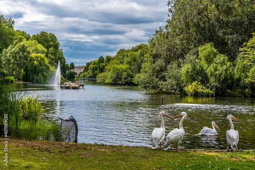 A group of Pelicans entering the water of St James' Park Lake, London, UK in the summertime photo