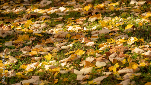  Close-up on the lawn of a park covered with multicolored leaves, in autumn