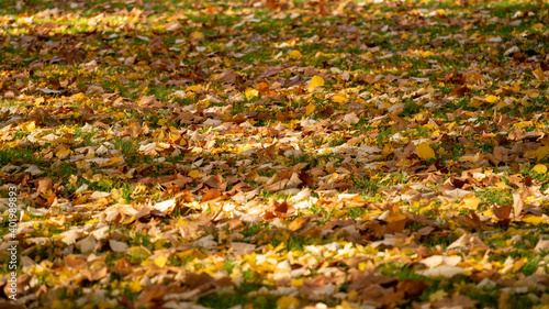  Close-up on the lawn of a park covered with multicolored leaves  in autumn