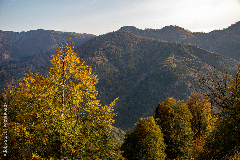 Photo of a bunch of yellow colored trees spreading among the valleys under the sky. Photo of a bunch of yellow colored trees spreading among the valleys under the sky.