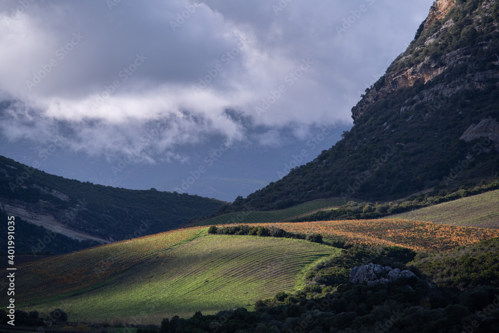 Agricultural winter landscape in Patrimonio, in the north of Corsica. France