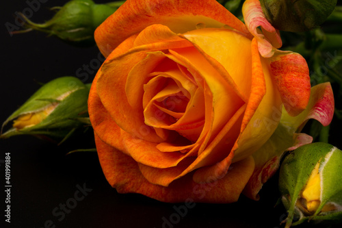 Beautifull orange roses isolated on black background. Copy space