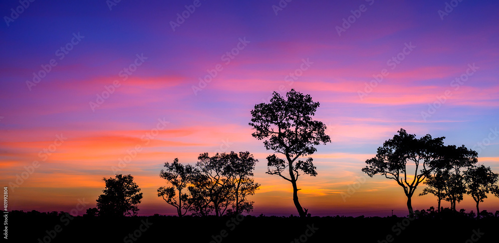 Tree silhouette with purple and blue sky in against sunset background.