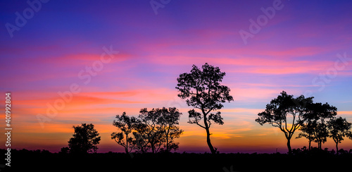 Tree silhouette with purple and blue sky in against sunset background.