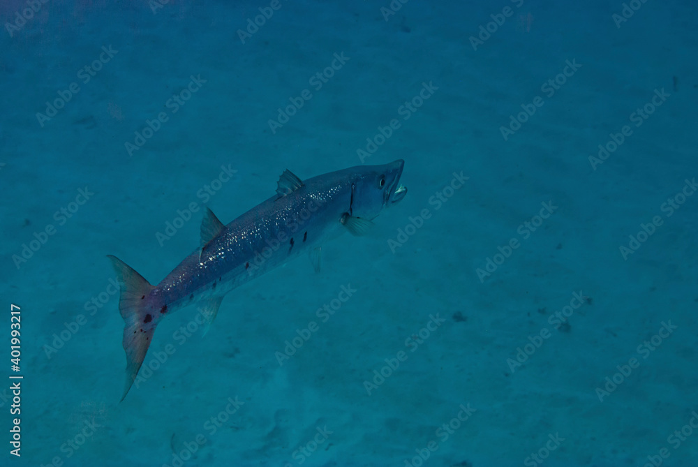 Fototapeta premium Great Barracuda swimming with mouth open