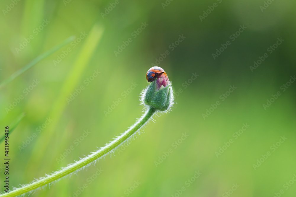 Fototapeta premium Ladybug on leaf