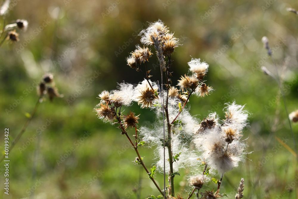 Dry thistles with seeds Dry thistles with seeds