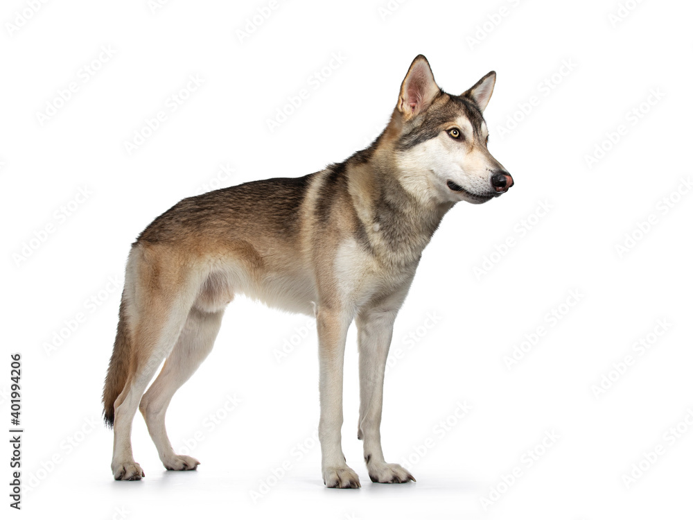 Handsome purebred Tamaskan wolf dog, standing side ways. Looking straight ahead with light yellow eyes. Isolated on white background. Mouth closed.