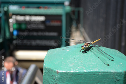 Dragonfly in front of the entrance to New York Subway in Lower Manhattan, USA