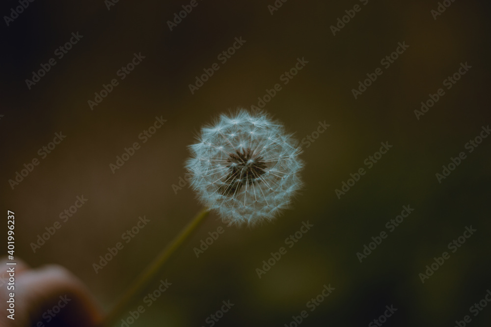 Obraz premium Botanic