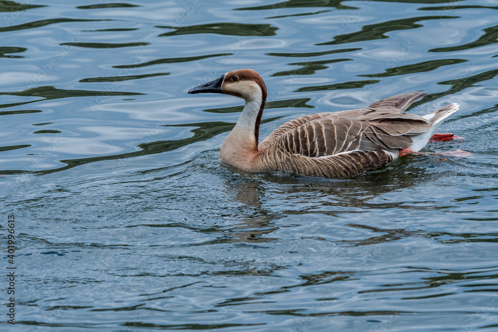 Swan Goose (Anser cygnoides) on pond in park Swan Goose (Anser cygnoides) on pond in park