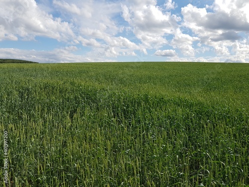 Green field of ripening wheat ears