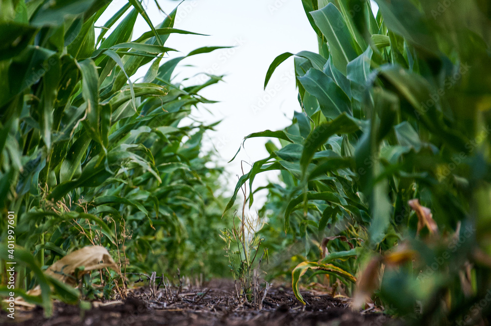field of corn field of corn