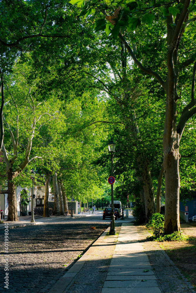 A street with green trees in Berlin, Germany