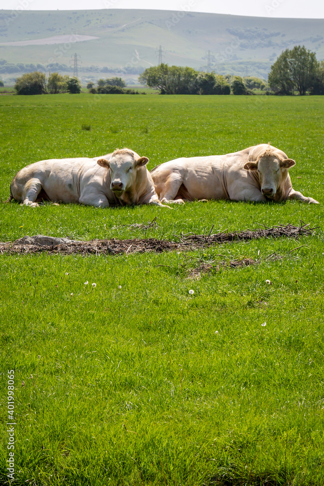 Obraz premium Two Cows in a Field