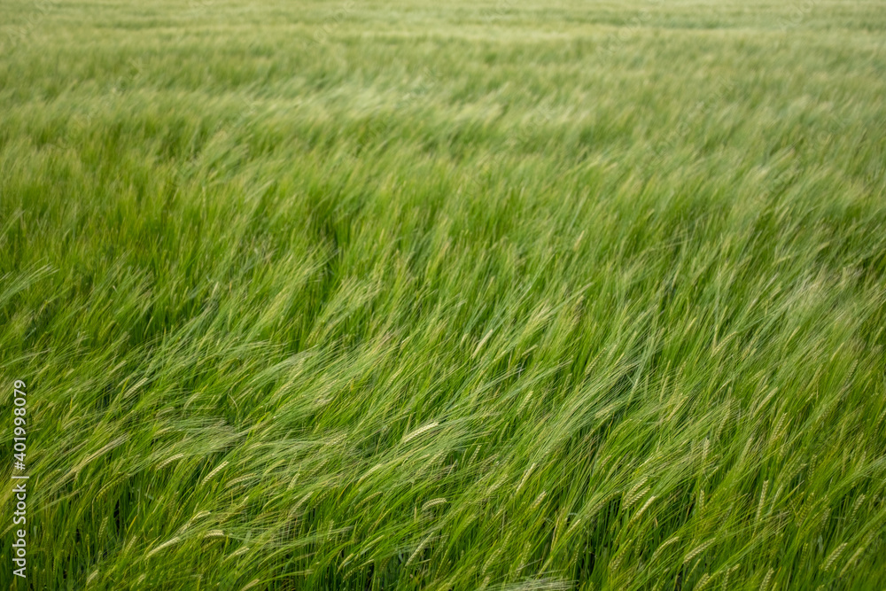 Wind In A Wheat Field
