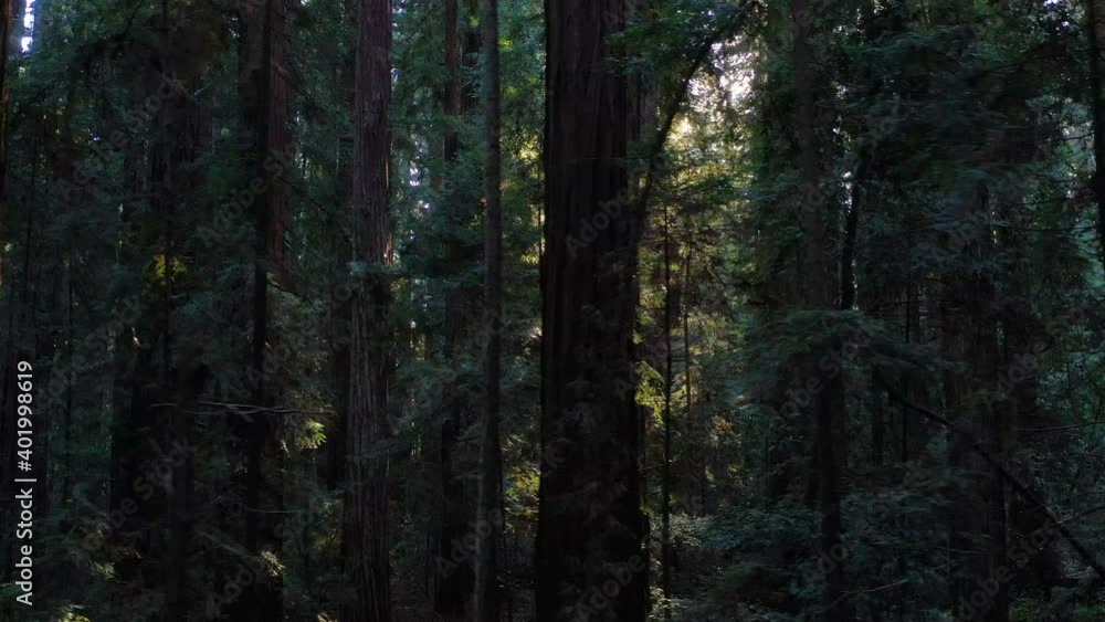 Massive Redwood trees, Sequoia sempervirens, grow in a moist coastal