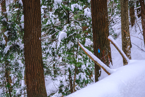 Snowy hiking trail in the winter photo