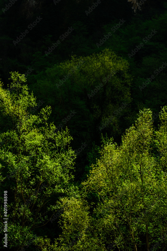 Obraz premium The forest at spring: State Nature Reserve Gola del Furlo, Italy